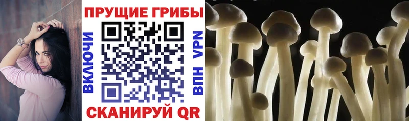 Псилоцибиновые грибы прущие грибы  Саров 